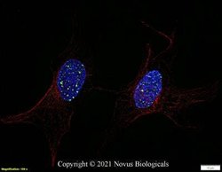 53BP1 Antibody (6B3E10) - Azide and BSA Free, Novus Biologicals 0.1 mL;