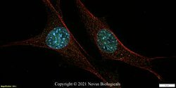 53BP1 Antibody (6B3E10) - Azide and BSA Free, Novus Biologicals 0.1 mL;
