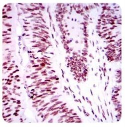 53BP1 Antibody (6B3E10) - Azide and BSA Free, Novus Biologicals 0.1 mL;