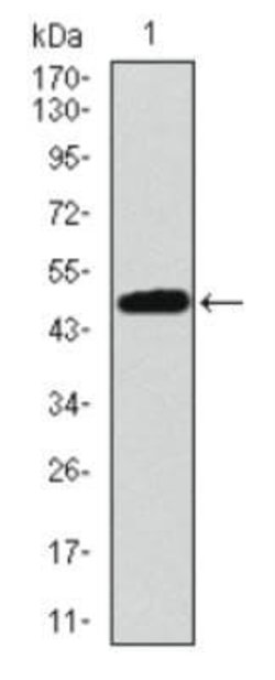53BP1 Antibody (6B3E10) - Azide and BSA Free, Novus Biologicals 0.1 mL;