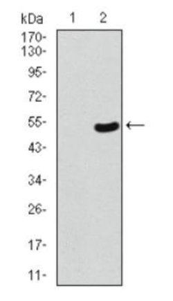 53BP1 Antibody (6B3E10) - Azide and BSA Free, Novus Biologicals 0.1 mL;