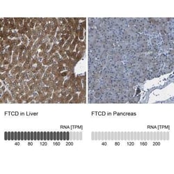 58K Golgi Protein Antibody, Novus Biologicals 25 &mu;L | Buy Online | Novus Biologicals | Fisher Scientific