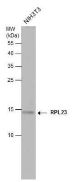 60S ribosomal protein L23 Antibody, Novus Biologicals 100 &mu;g; Unconjugated:Antibodies,