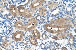 A-Myb Antibody, Novus Biologicals 100 &mu;L; Unconjugated:Antibodies, Polyclonal
