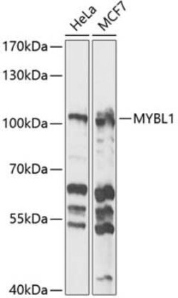 A-Myb Antibody - BSA Free, Novus Biologicals 0.1 mL, Unconjugated:Antibodies,