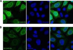 A. aeolicus BPL/BioID2 Antibody (SS 3A5-E2) - BSA Free, Novus Biologicals:Antibodies:Primary