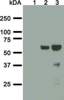 A. aeolicus BPL/BioID2 Antibody (SS 3A5-E2) - BSA Free, Novus Biologicals:Antibodies:Primary