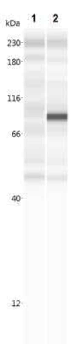 A. aeolicus BPL/BioID2 Antibody (SS QD1) - BSA Free, Novus Biologicals:Antibodies:Primary