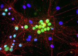 A2BP1 Mouse anti-Human, Mouse, Rat, Bovine, Clone: 1G10, Novus Biologicals