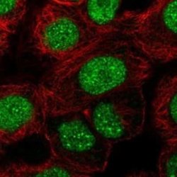 A2BP1 Rabbit anti-Human, Polyclonal, Novus Biologicals 25 &mu;g; Unconjugated:Antibodies,