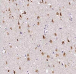 A2BP1 Antibody, Novus Biologicals 0.1 mL; Unconjugated:Antibodies, Polyclonal