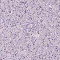 A2BP1 Antibody, Novus Biologicals 0.1 mL; Unconjugated:Antibodies, Polyclonal