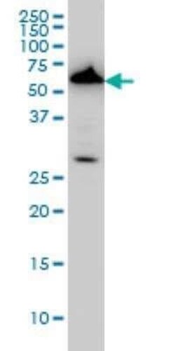 AAAS Antibody (5A1), Novus Biologicals 0.1 mg | Buy Online | Novus Biologicals | Fisher Scientific