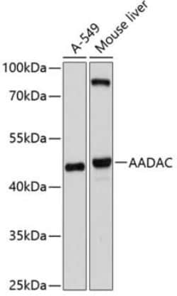 AADAC Antibody - BSA Free, Novus Biologicals 0.1 mL, Unconjugated:Antibodies,
