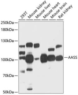 AASS Antibody - Azide and BSA Free, Novus Biologicals 0.1 mL, Unconjugated:Antibodies,