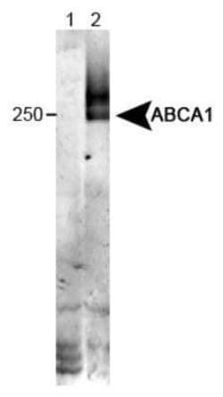 ABCA1 Antibody (HJ1) - Azide and BSA Free, Novus Biologicals 0.1 mL; Unconjugated:Antibodies,