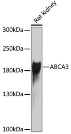 ABCA3 Antibody - BSA Free, Novus Biologicals 0.02 mL, Unconjugated:Antibodies,