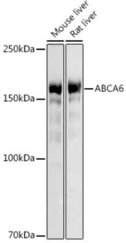 ABCA6 Antibody - Azide and BSA Free, Novus Biologicals:Antibodies:Primary