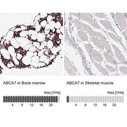 ABCA7 Antibody, Novus Biologicals 25 &mu;L; Unconjugated:Antibodies, Polyclonal
