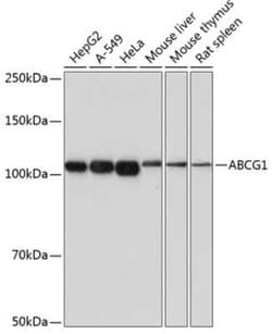 ABCG1 Rabbit anti-Human, Mouse, Rat, Clone: 4Y7B3, Novus Biologicals 100