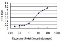 ABCG1 Antibody (2E11), Novus Biologicals 0.1 mg | Buy Online | Novus Biologicals | Fisher Scientific