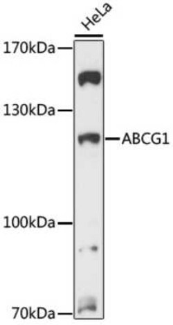 ABCG1 Antibody - Azide and BSA Free, Novus Biologicals:Antibodies:Primary