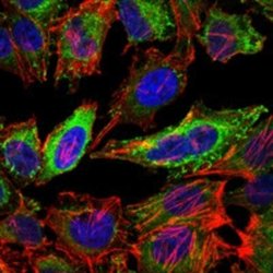 ABCG2/CD338 Antibody (3G8) - Azide and BSA Free, Novus Biologicals 0.1