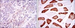 ABCG2/CD338 Antibody (3G8) - Azide and BSA Free, Novus Biologicals 0.1