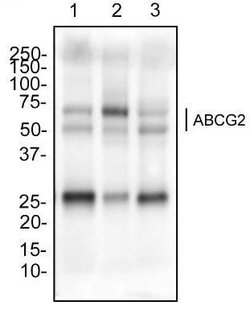 ABCG2/CD338 Antibody (3G8) - Azide and BSA Free, Novus Biologicals 0.1