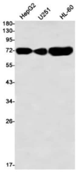ABCG2/CD338 Antibody (S02-5C2), Novus Biologicals 100 &mu;g; Unconjugated:Antibodies,