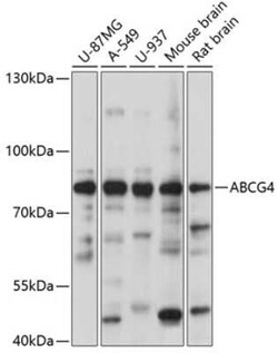 ABCG4 Antibody - Azide and BSA Free, Novus Biologicals:Antibodies:Primary
