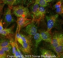 ABCG8 Antibody (1B10A5) - Azide and BSA Free, Novus Biologicals 0.1 mL;