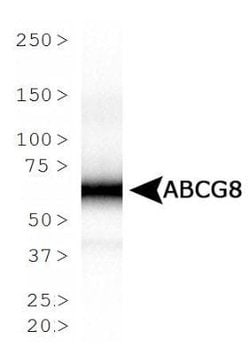 ABCG8 Antibody (1B10A5) - Azide and BSA Free, Novus Biologicals 0.1 mL;