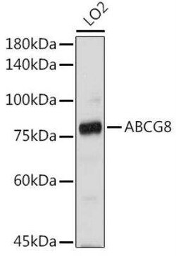 ABCG8 Antibody - BSA Free, Novus Biologicals 0.1 mL, Unconjugated:Antibodies,