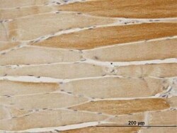 ABH1 Antibody, Novus Biologicals 0.05 mg | Buy Online | Novus Biologicals | Fisher Scientific