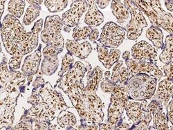 ABHD14B Antibody, Novus Biologicals:Antibodies:Primary Antibodies