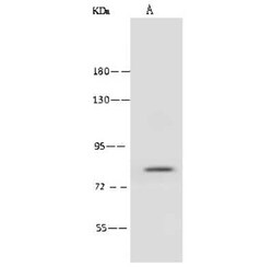 ABLIM1 Antibody, Novus Biologicals:Antibodies:Primary Antibodies