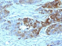 ABO, Blood Group H Antigen Antibody (19-OLE), Novus Biologicals:Antibodies:Primary