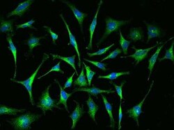 ABRO Antibody, Novus Biologicals:Antibodies:Primary Antibodies