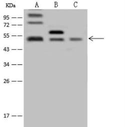 ABRO Antibody, Novus Biologicals:Antibodies:Primary Antibodies