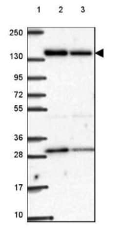 ACAD10 Antibody, Novus Biologicals 25 &mu;L, Unconjugated:Antibodies, Polyclonal
