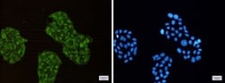 ACADM Antibody (S06-8F7), Novus Biologicals:Antibodies:Primary Antibodies