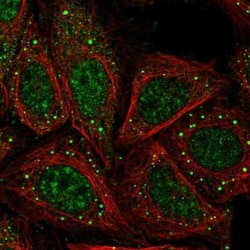 ACAP4 Antibody, Novus Biologicals:Antibodies:Primary Antibodies
