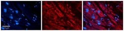 ACBP Antibody, Novus Biologicals 100 &mu;L; Unconjugated:Antibodies, Polyclonal