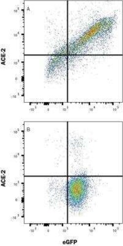 ACE-2 Antibody, Novus Biologicals 0.1 mL | Buy Online | Novus Biologicals | Fisher Scientific