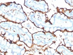 ACE/CD143 Antibody (ACE/3765) - Azide and BSA Free, Novus Biologicals 100