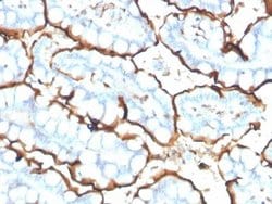 ACE/CD143 Antibody (ACE/3765) - Azide and BSA Free, Novus Biologicals 100