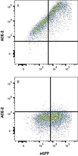 Human/Rat/Hamster ACE-2 Antibody, R D Systems 25 &mu;g; Unconjugated:Antibodies,