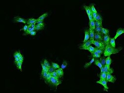 ACOX1 Antibody, Novus Biologicals:Antibodies:Primary Antibodies