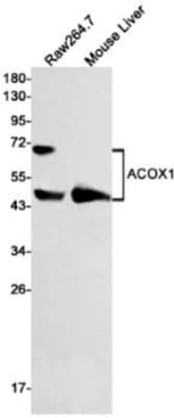 ACOX1 Antibody (S08-2E5), Novus Biologicals:Antibodies:Primary Antibodies